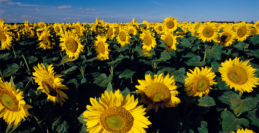 EVO真人(中国)官方网站